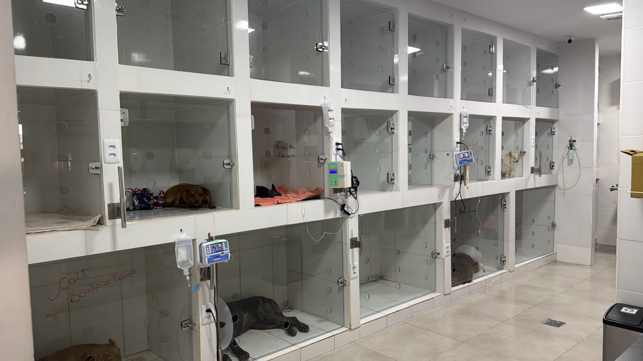 Recepção Animalis